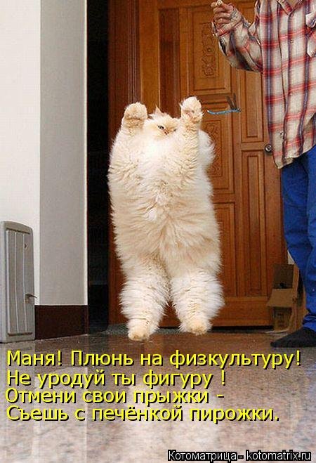 Лучшая котоматрица недели на 17 марта Лучшая котоматрица недели на 17 марта