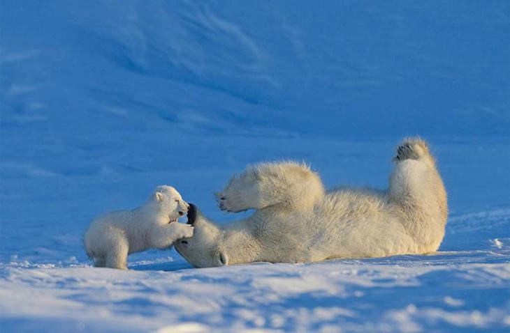 Мамы и их детки из мира животных жизнь,прекрасное,удивительное