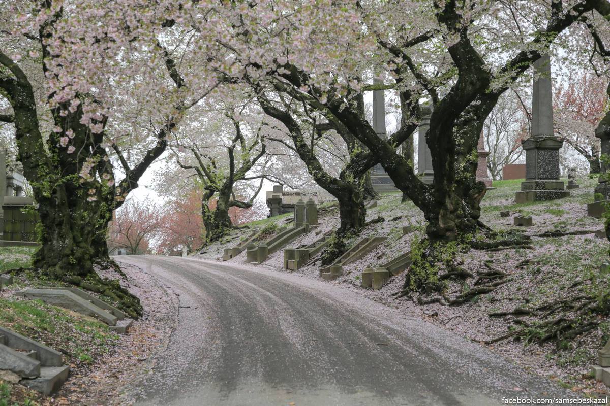 Какая умопомрачительная весна на Гринвудском кладбище