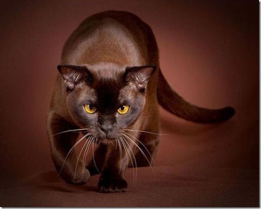 Полная Котовасия! Полная Котовасия! смешные картинки