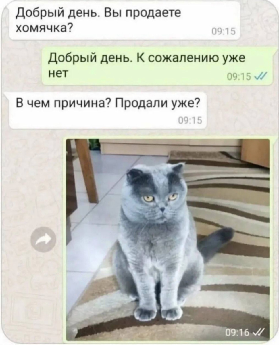 Интернет мемы на пятницу и боевая жена  