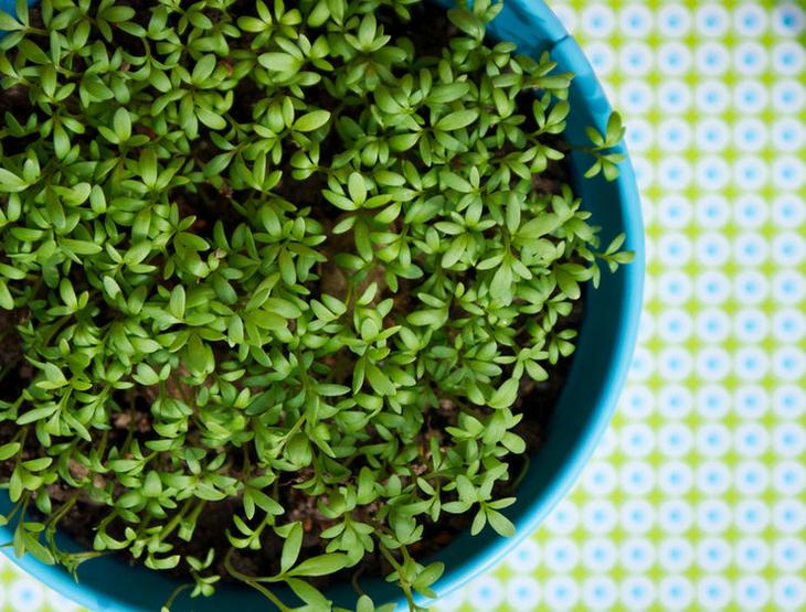 Кресс-салат: советы по выращиванию в домашних условиях