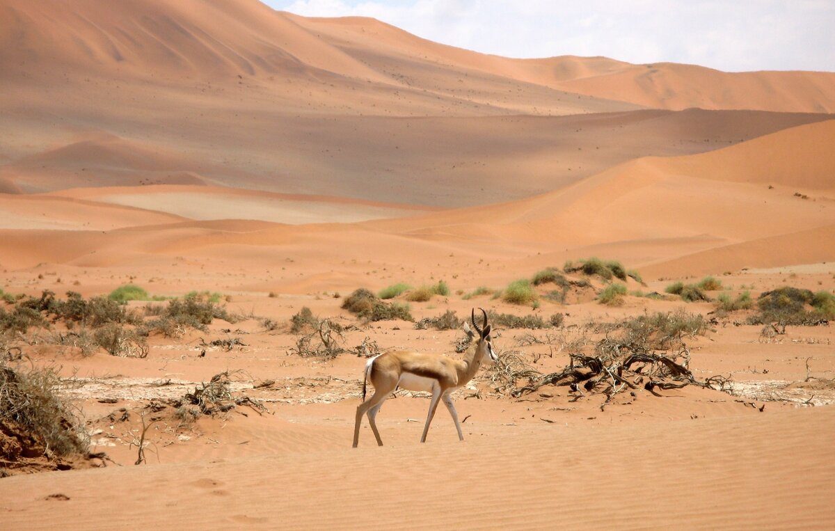 Пустыни и дикая природа – всё, что здесь есть. Фото: Gregory Brown
