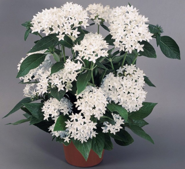 Пентас (Pentas)