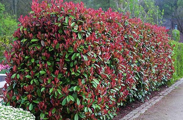 Фотиния (Photinia)
