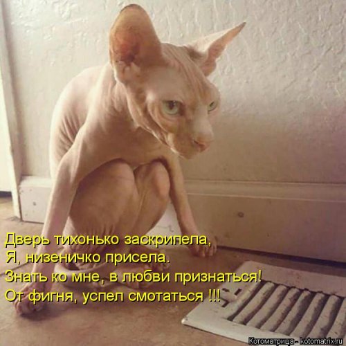 Новая котоматрица 