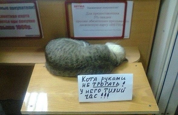 Невозможно не любить котов (12 фото)