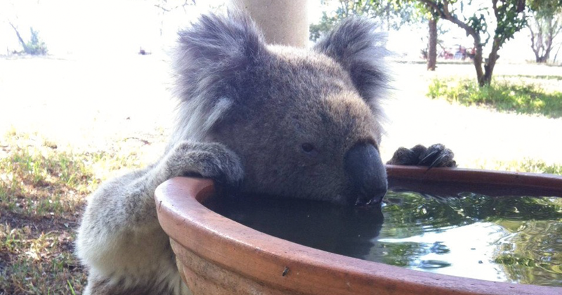 Предприимчивый австралиец нашел способ спасти коал, умирающих от жажды австралия, коала, спасение