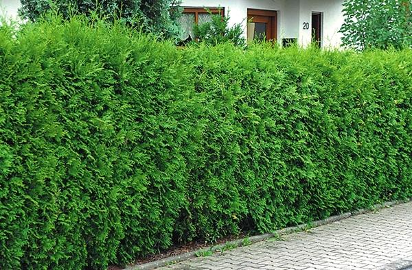 Туя западная (Thuja occidentalis)