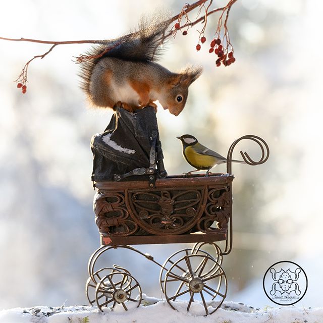 Шведский фотограф 6 лет преследует белок и собирает самые редкие кадры картинки