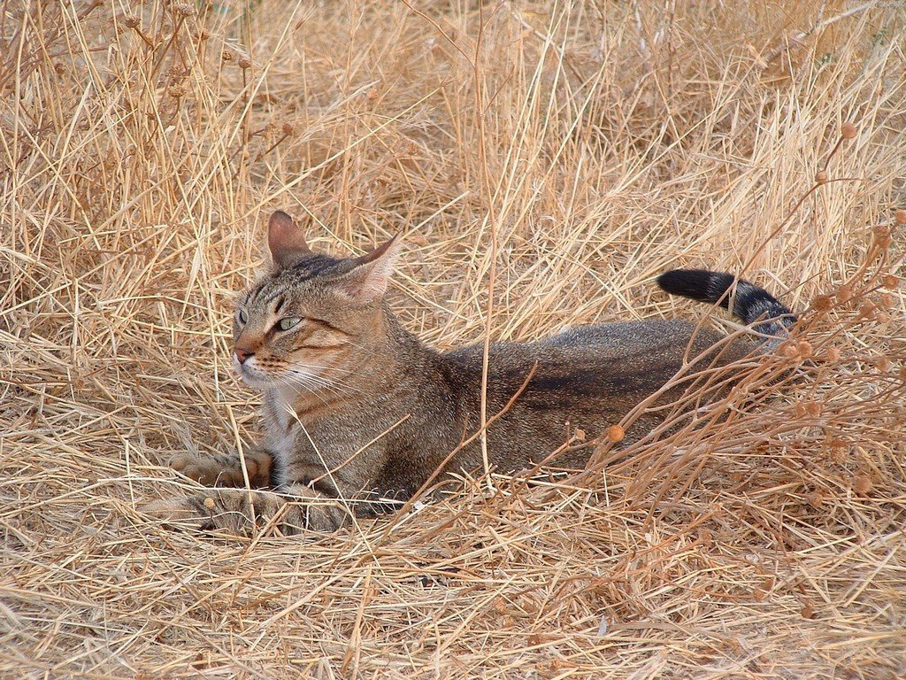 Отдыхает в траве кошка только днём. Ночью животное прячется в норах, которые отнимает у прибрежной фауны. 