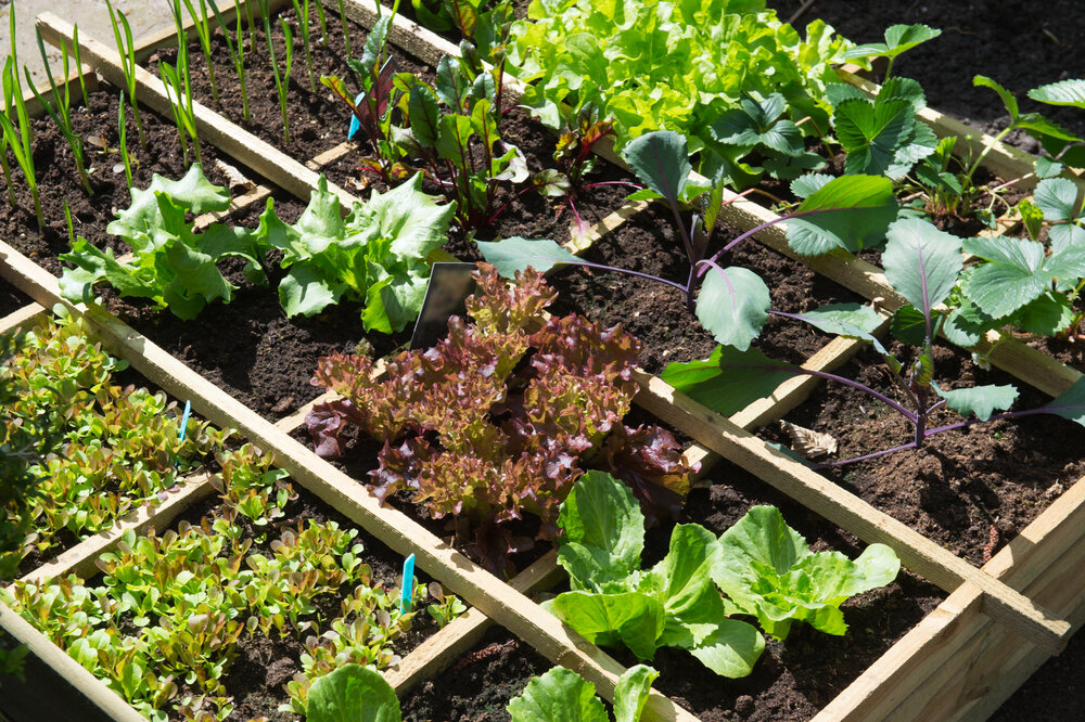    Square foot garden — «квадратный фут» — английская версия мини-огорода, популярная во всем мире