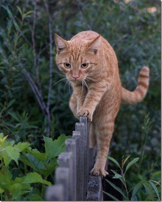 Полная Котовасия! Полная Котовасия! смешные картинки