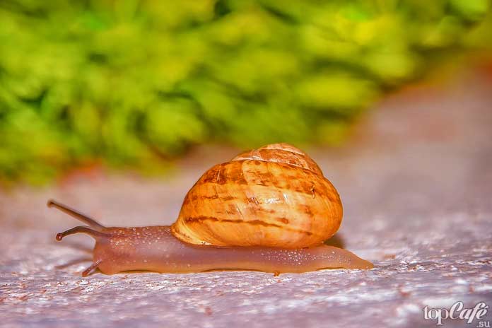 Самые медленные