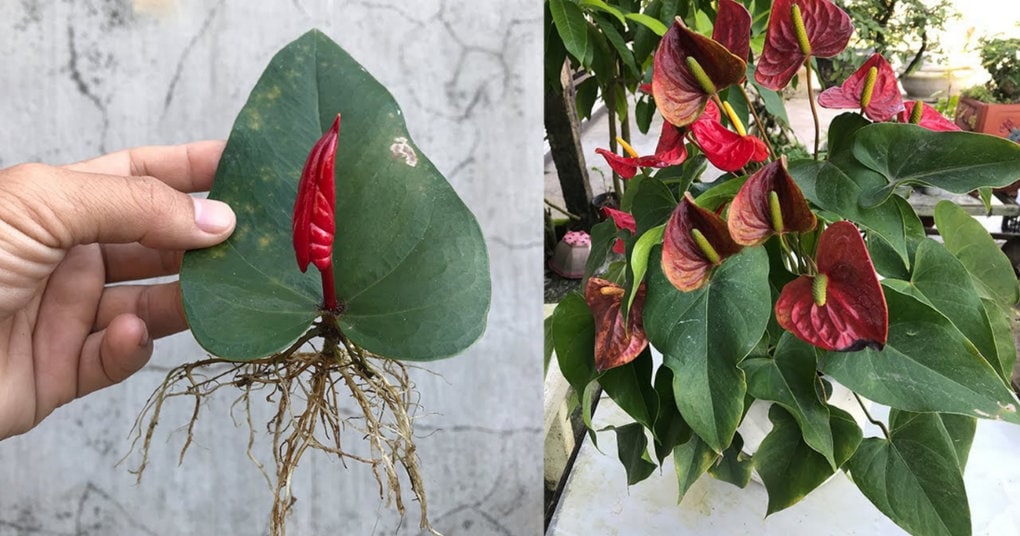 Stunning Care Tips for Your Anthurium