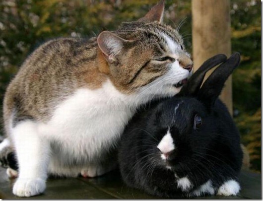 Полная Котовасия! Полная Котовасия! смешные картинки