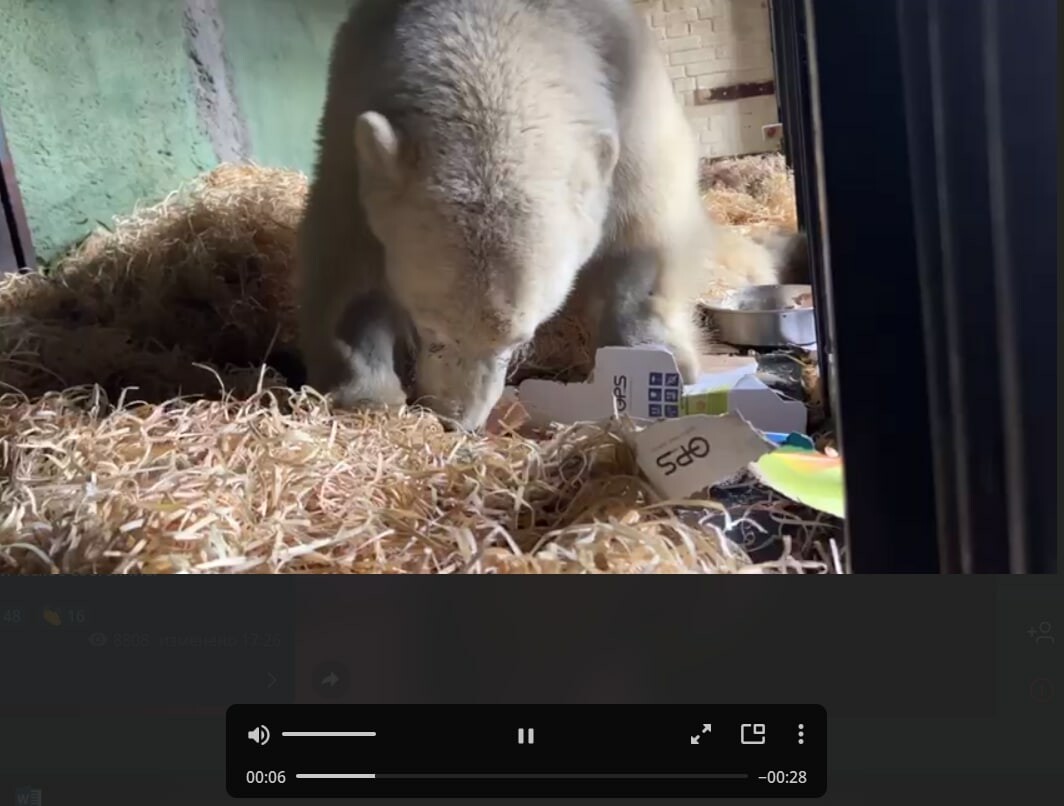 Зоологи прячут еду от белого медведя-инвалида Диксона