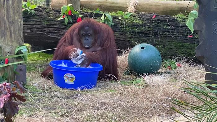 34-летний орангутан Сандра начала мыть руки, наблюдая за тем, как это делают ее смотрители
