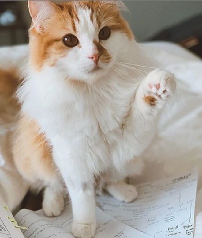 Кошка сидит