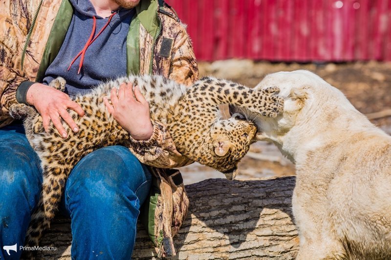 Леопардесса, выкормленная ретривером, привыкает в приморском зоопарке к новому другу леопард, приморский зоопарк, фоторепортаж