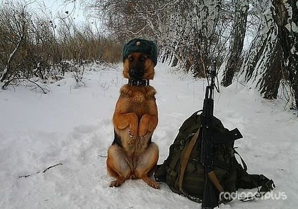 Эти смешные животные Эти смешные животные