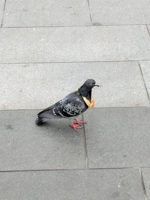 И снова прикольные картинки И снова прикольные картинки