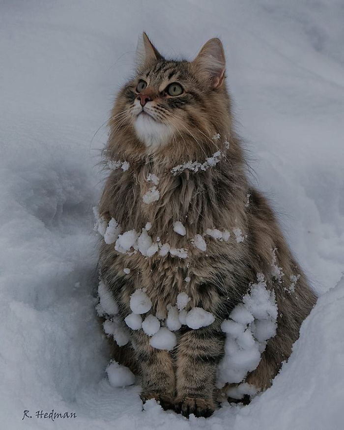 20 фото идеальной снежной жизни северных котов зима,коты,юмор и курьезы