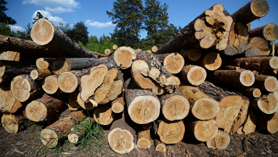 В Иркутской области черные лесорубы срубили деревья на 14 млн рублей