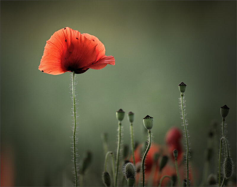 Фотограф Кристин Эллджер (Christine Ellger). Цветы