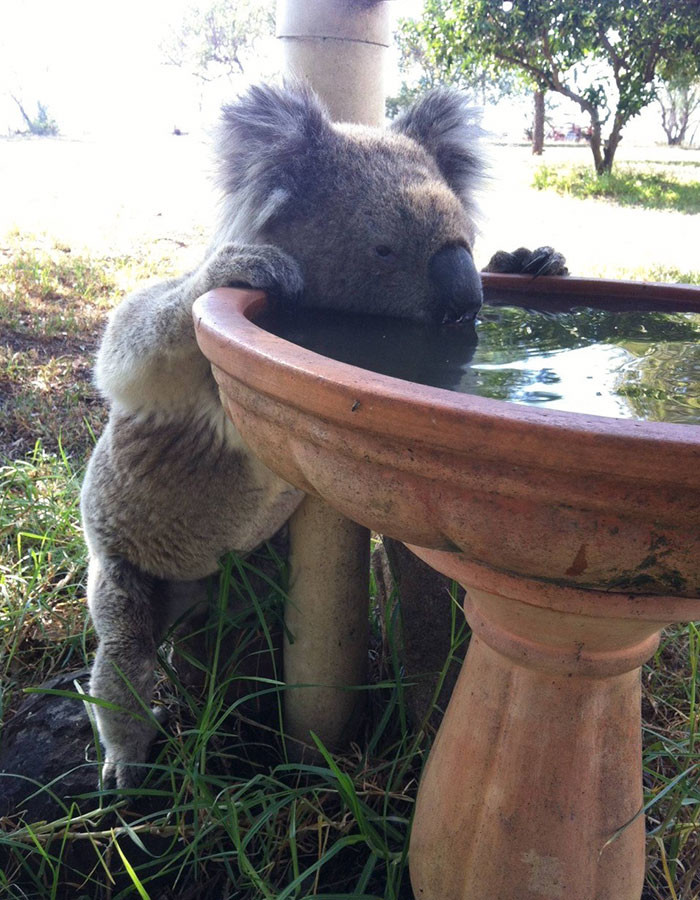 Всю необходимую влагу это животное получает из листьев эвкалипта австралия, коала, спасение