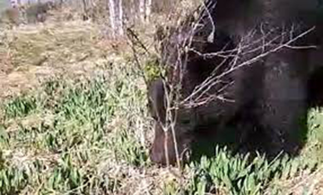 Медведь вышел из Тайги и подошел к мужчине. Тот не стал убегать, а попросил не топтать черемшу: видео Медведь вышел из Тайги и подошел к мужчине. Тот не стал убегать, а попросил не топтать черемшу: видео видео, медведица, черемши, снимал, совершенно, черемшу, Житель, назад, тайге, нашел, Медведицу, Филиппов, Михаил, отшельник, Востоке, ролик, Дальнем, известный, Оказалось, видеозаписью