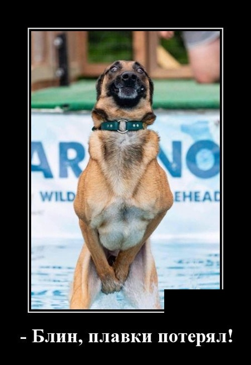 В городок приехал богатый турист.. В городок приехал богатый турист.. анекдоты,веселье,демотиваторы,приколы,смех,юмор