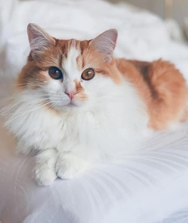 Кошка лежит