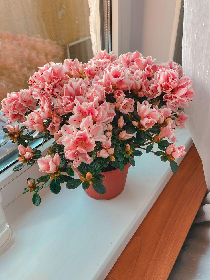 7 комнатных растений, помогающих забеременеть растение, чтобы, цветок, нужно, можно, забеременеть, любит, будет, ребенка, зачатия, лучше, женщины, именно, температуре, считается, говорят, могут, может, точно, предпочитает