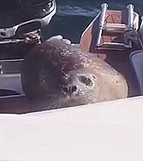 тюлень спасается от косаток на лодке