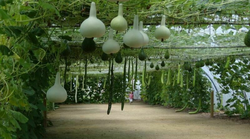 4 самых необычных места на планете, где выращивают растения