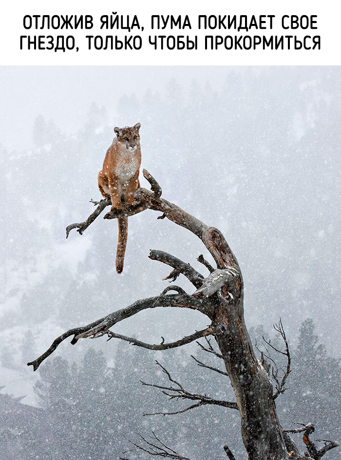 забавные факты о животных 