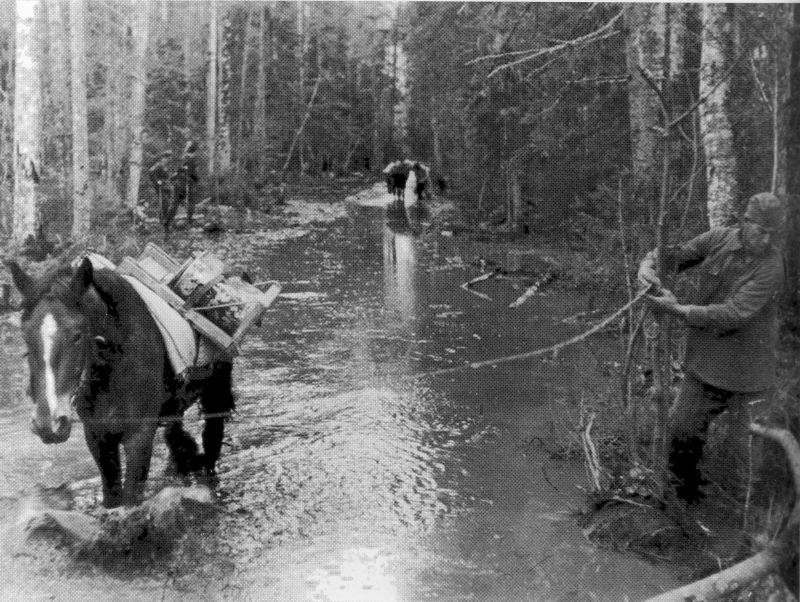 Операция «Дикий зверь». Как 2-я ударная армия попала в смертельную западню Операция «Дикий зверь». Как 2-я ударная армия попала в смертельную западню история