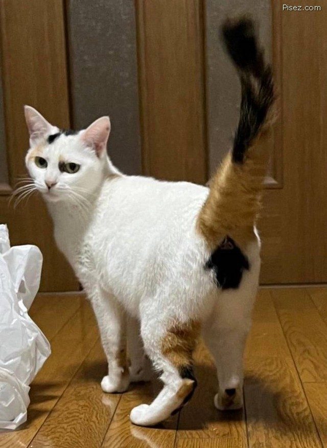 Приколы Декабря 2021 позитив,смешные картинки,юмор