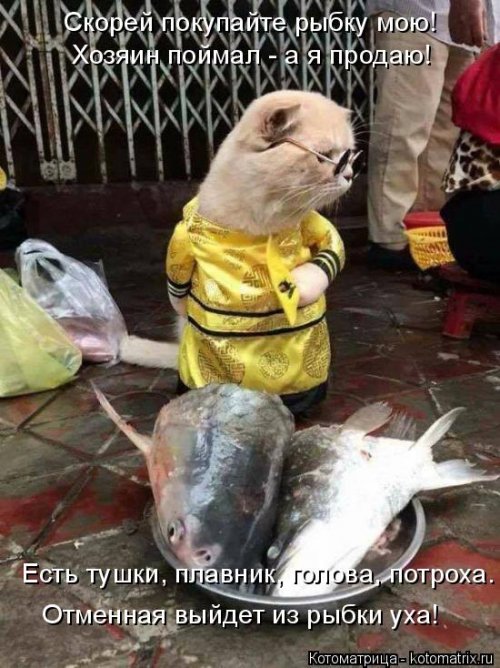 Новая котоматрица 