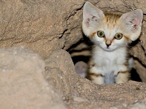 Млекопитающее пустыни можно мгновенно опознать по огромным ушам-локаторам