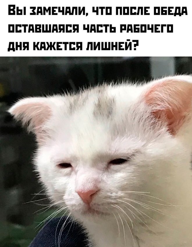 Интернет мемы на пятницу и боевая жена  