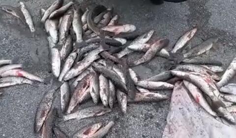 Житель Кубани задержан за незаконную ловлю рыбы ценных пород