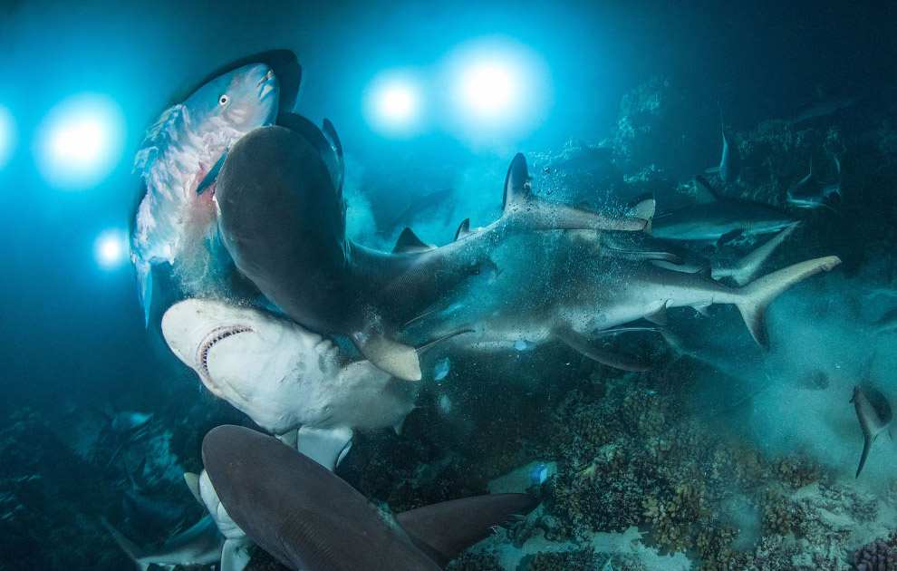 Победители Underwater Photographer of the Year 2019