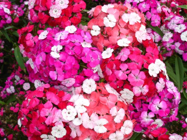 Гибрид "Новерна клоун F1" ('Noverna Clown F1') интересен изменением окраски отдельных цветков в соцветии в зависимости от возраста: белые-розовые-малиновые-бордовые.