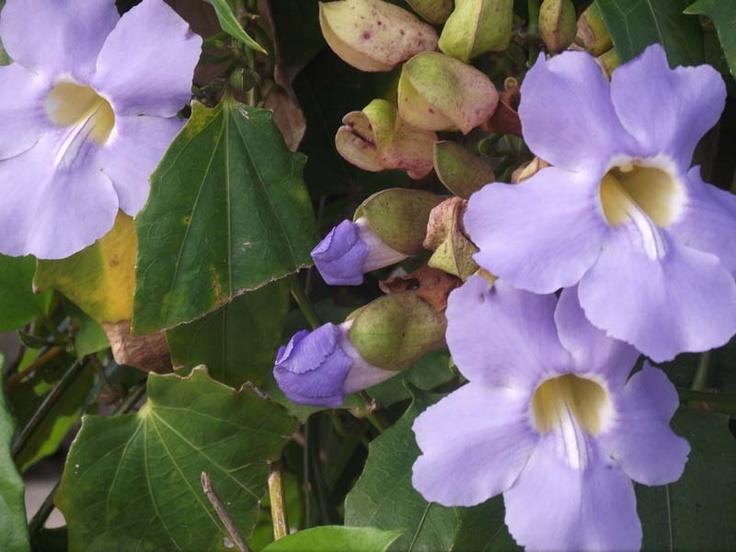 Не только ипомея и шалфей: список запрещенных на даче растений растение, России, растения, вещества, содержит, сорта, семена, содержат, семейства, растений, поэтому, участке, этого, штраф, грозит, именно, выращивать, нашей, многие, внимание