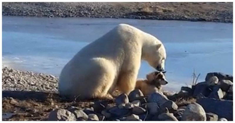 Пожалуй, самое милое видео на свете: белый медведь гладит собаку по голове видео, дружба, животные, медведь, милота, собака