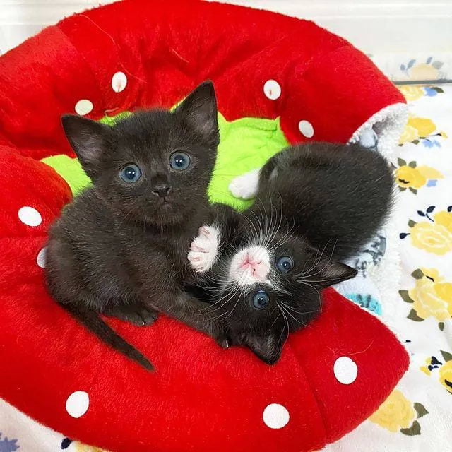 Без кота и жизнь не та