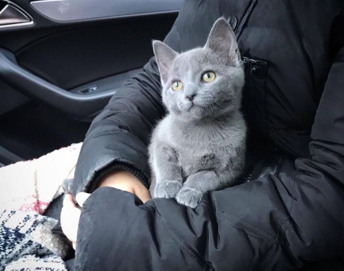 Без кота и жизнь не та