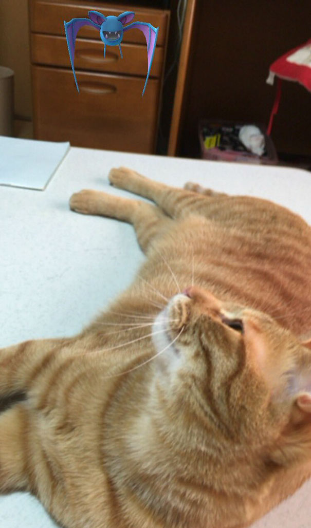 доказательство что животные видят покемонов